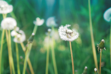 Summer, spring natural floral background. White fluffy dandelions close-up.
