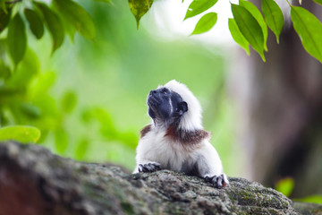 A Cotton-Top Tamarin Monkey on a tree brunch in Singapore Zoo