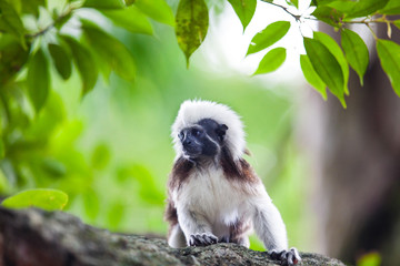 A Cotton-Top Tamarin Monkey on a tree brunch in Singapore Zoo