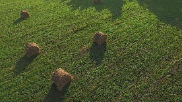 Golden bales on beveled green grass / Aerial view over a field filled with round straw bales
