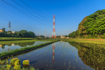 春の朝の四街道の田園風景