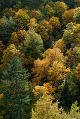 Fototapeta premium Autumn foliage