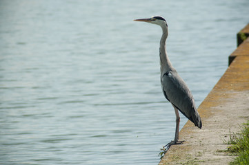 portrait of heron standing in border water