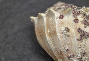 Dry gigantic sea shell. Soft surface inside, rough and textured on the outside.