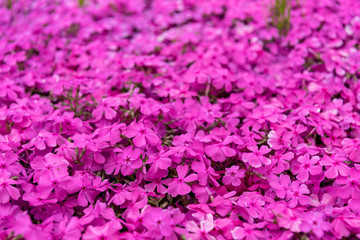 ピンクの一面に咲いたシバザクラの花