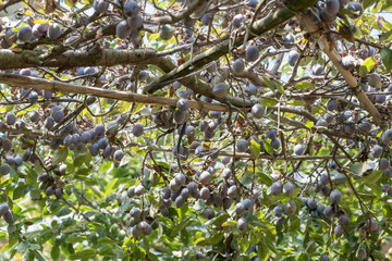 鈴なりのプルーンの実