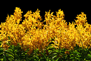 Close up yellow orchid.