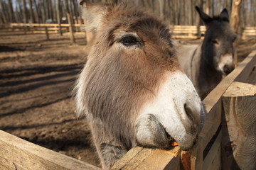 A donkey in the forest sunny day in spring animal