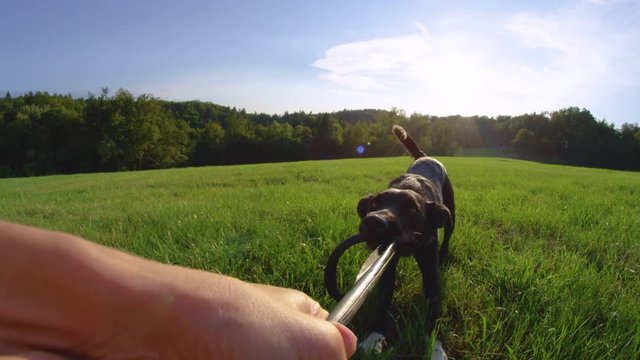 SLOW MOTION, POV Stubborn Black Puppy Pulling On A Destroyed Frisbee After Playing With Its Owner In The Quiet Field. Happy Border Collie Dog Having Fun In The Summer Nature Tugging On Its Black Toy.