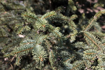 Fir tree branshes in a forest spring sunny day