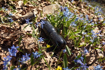 Plastic garbage problem in the spring forest and early flowers