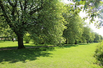 Fototapeta premium Ścieżka życia