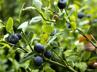 Dojrzałe jagody borówki na naturalnym srodowisku leśnym © JDziedzic