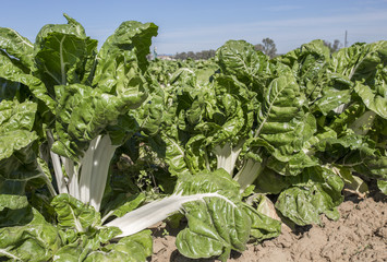 Naklejka premium Magnificent chard plants at organic farm