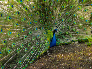Naklejka premium The peacock fluffed colorful tail