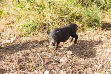Wild black boar or pig. Wildlife in natural habitat