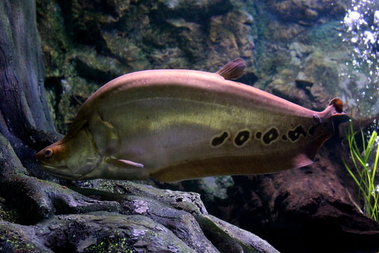 Fish : Clown featherback (Chitala ornata)