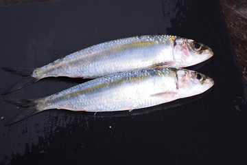 Sardinian blue fish, сардинец, サルデーニャ, سردينيا, Sardiniaeque impleturos,...