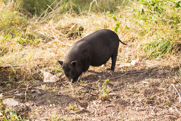 Wild black boar or pig close up. Wildlife in natural habitat