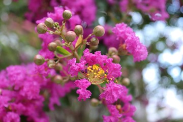 Crepe Myrtle flowers and capsules, crape myrtle, Lagerstroemia. Tropical and subtropical pink flowering shrub, southern Texas, Gulf Coast, USA.