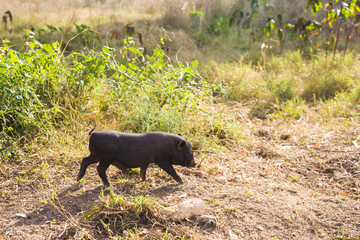 Wild black boar or pig close up. Wildlife in natural habitat