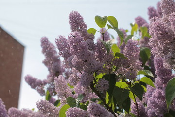 lilac