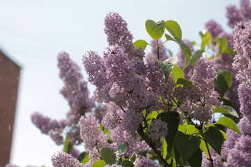 lilac