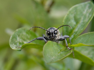 Beetle on the leaf

