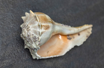 Dry gigantic sea shell. Soft surface inside, rough and textured on the outside.