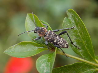 Beetle on the leaf
