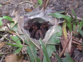 Poisonous Australian Sydney funnel-web spider (Atrax robustus) in Booti Booti National Park, NSW, Australia