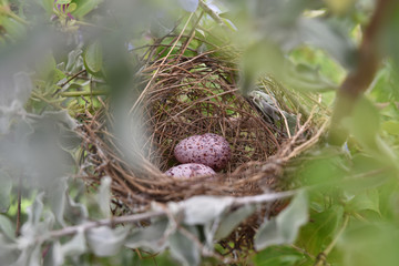 eggs in the bird nest.