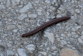 a bug with lots of legs on the street
