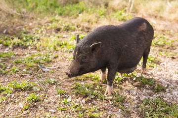 Wild black boar or pig close up. Wildlife in natural habitat