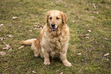 old golden retriever dog
