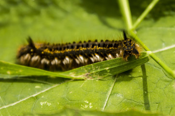 hairy caterpillar looking into the camera lens
