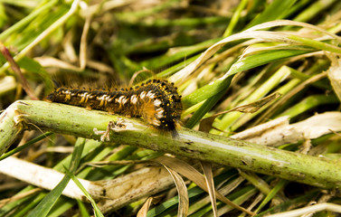 a terrible caterpillar that turns into a beautiful butterfly