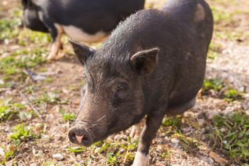Wild black boar or pig walking on meadow. Wildlife in natural habitat