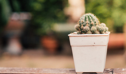 cactus on the table