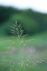 Flowers on a stalk of grass in a prairie meadow