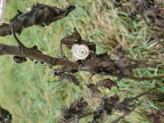 nature, snail, animal, wildlife, spiral, brown, grass, green , forest