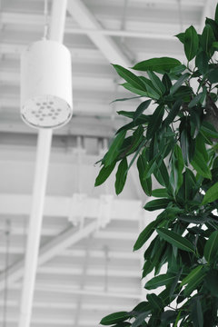 aviapark green
