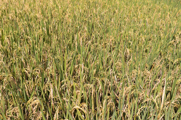 Background of rice field