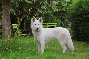 jeune chien femelle berger blanc suisse dans jardin en été 