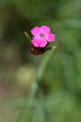 Croatian pink