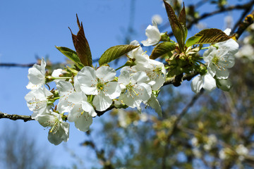 Kirschblüten vor blauem Himmel, Prunus Avium