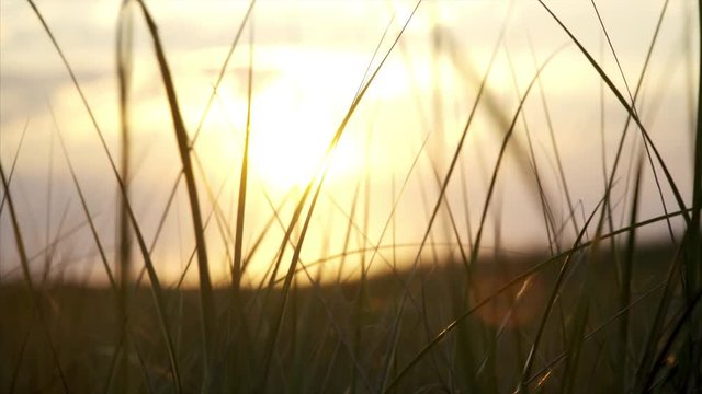 Weeds Swaying in the Wind at Sunset