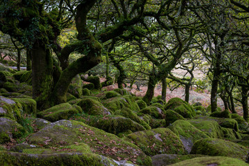 Dartmoor forest is in Dartmoor National Park ,Rural Devon, UK