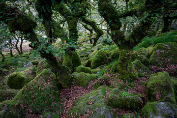 Dartmoor forest is in Dartmoor National Park ,Rural Devon, UK