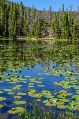 Water lillies in Nymph lake on a summer's afternoon in Rocky Mountain National Park, Colorado.